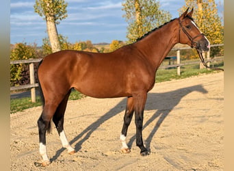 Caballo de Holstein, Yegua, 8 años, 168 cm, Castaño