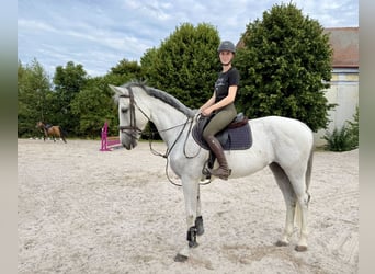 Caballo de Holstein, Yegua, 8 años, 168 cm, Tordo
