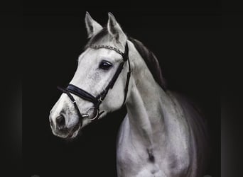 Caballo de Holstein, Yegua, 8 años, 168 cm, Tordo