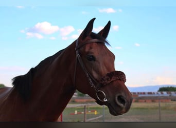 Caballo de Holstein, Yegua, 8 años, 169 cm, Castaño