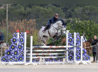 Caballo de Holstein, Yegua, 8 años, 175 cm, Tordo
