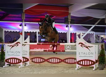 Caballo de Holstein, Yegua, 8 años