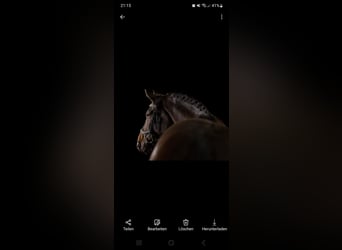 Caballo de Holstein, Yegua, 9 años, 159 cm, Castaño oscuro