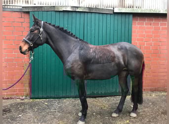 Caballo de Holstein, Yegua, 9 años, 159 cm, Castaño oscuro