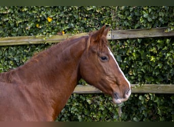 Caballo de Holstein, Yegua, 9 años, 160 cm, Alazán