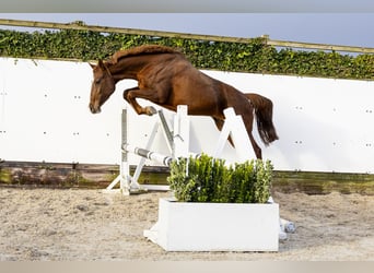 Caballo de Holstein, Yegua, 9 años, 160 cm, Alazán