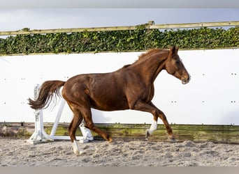 Caballo de Holstein, Yegua, 9 años, 160 cm, Alazán