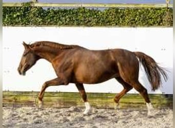 Caballo de Holstein, Yegua, 9 años, 160 cm, Alazán