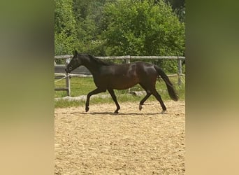 Caballo de Holstein, Yegua, 9 años, 163 cm, Negro