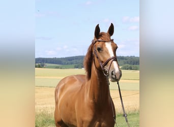 Caballo de Holstein, Yegua, 9 años, 164 cm, Alazán