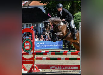 Caballo de Holstein, Yegua, 9 años, 164 cm, Castaño