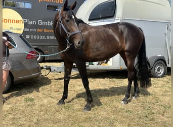 Caballo de Holstein, Yegua, 9 años, 164 cm, Castaño oscuro