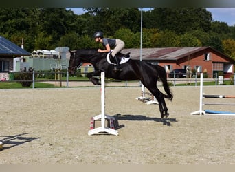 Caballo de Holstein, Yegua, 9 años, 164 cm, Morcillo