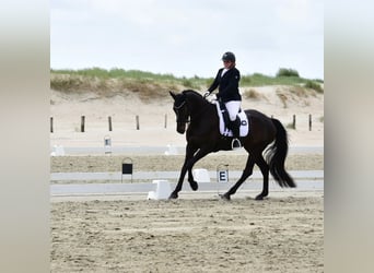 Caballo de Holstein, Yegua, 9 años, 164 cm, Morcillo