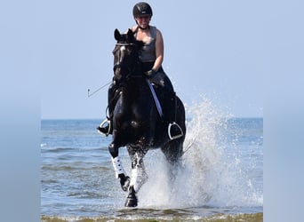 Caballo de Holstein, Yegua, 9 años, 164 cm, Morcillo