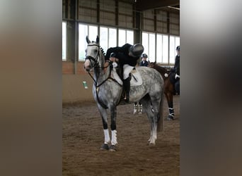 Caballo de Holstein, Yegua, 9 años, 164 cm, Tordo