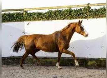 Caballo de Holstein, Yegua, 9 años, 165 cm, Alazán