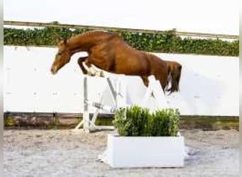 Caballo de Holstein, Yegua, 9 años, 165 cm, Alazán