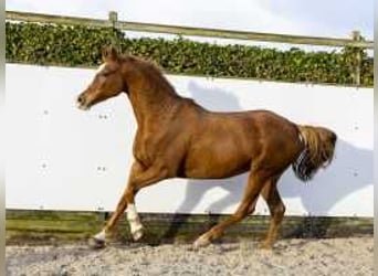 Caballo de Holstein, Yegua, 9 años, 165 cm, Alazán