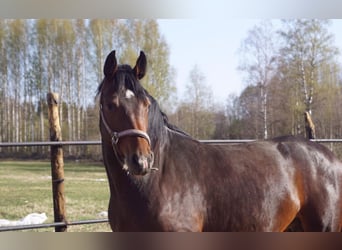 Caballo de Holstein, Yegua, 9 años, 165 cm