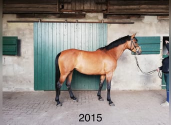 Caballo de Holstein, Yegua, 9 años, 165 cm, Castaño