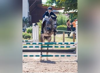 Caballo de Holstein, Yegua, 9 años, 165 cm, Tordo