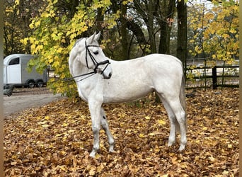 Caballo de Holstein, Yegua, 9 años, 168 cm, Tordo