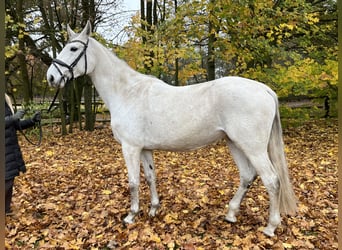 Caballo de Holstein, Yegua, 9 años, 168 cm, Tordo