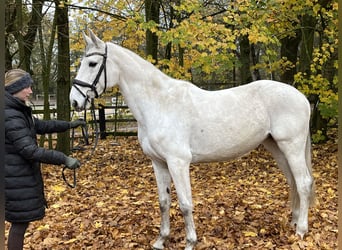 Caballo de Holstein, Yegua, 9 años, 168 cm, Tordo