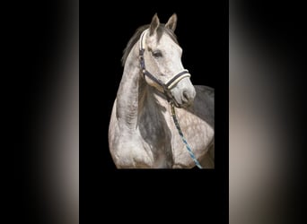 Caballo de Holstein, Yegua, 9 años, 168 cm, Tordo rodado