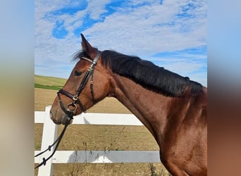 Caballo de Holstein, Yegua, 9 años, 169 cm, Castaño