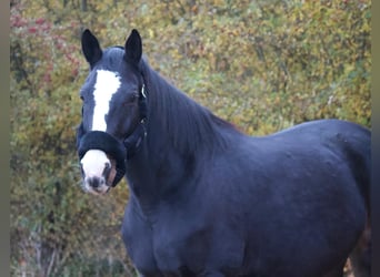 Caballo de Holstein, Yegua, 9 años, 169 cm, Castaño oscuro