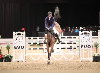 Caballo de Holstein, Yegua, 9 años, 170 cm, Castaño