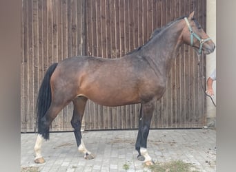 Caballo de Holstein, Yegua, 9 años, 170 cm, Castaño oscuro