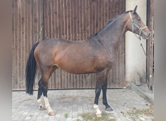 Caballo de Holstein, Yegua, 9 años, 170 cm, Castaño oscuro