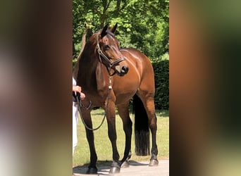 Caballo de Holstein, Yegua, 9 años, 170 cm, Castaño oscuro