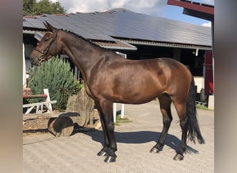 Caballo de Holstein, Yegua, 9 años, 170 cm, Castaño oscuro