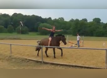 Caballo de Holstein, Yegua, 9 años, 170 cm, Castaño oscuro