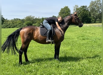 Caballo de Holstein, Yegua, 9 años, 170 cm, Castaño oscuro