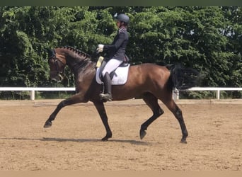 Caballo de Holstein, Yegua, 9 años, 170 cm, Castaño oscuro