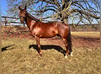 Caballo de Holstein, Yegua, 9 años, 172 cm, Alazán-tostado