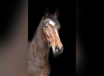 Caballo de Holstein, Yegua, 9 años, 172 cm, Castaño