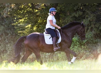 Caballo de Holstein, Yegua, 9 años, 173 cm, Castaño oscuro