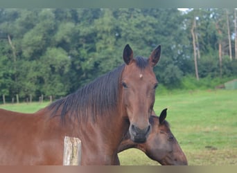 Caballo de Holstein, Yegua, 9 años, 175 cm, Castaño