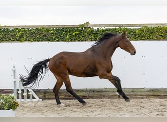 Caballo de Holstein, Yegua, 9 años, 175 cm, Castaño oscuro