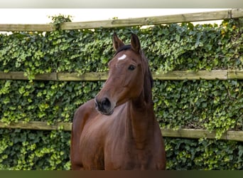 Caballo de Holstein, Yegua, 9 años, 175 cm, Castaño oscuro