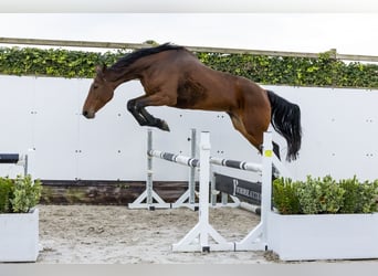 Caballo de Holstein, Yegua, 9 años, 175 cm, Castaño oscuro