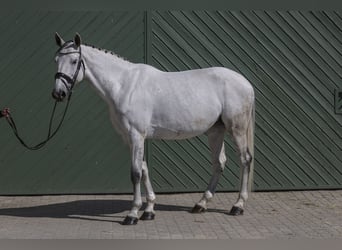 Caballo de Holstein, Yegua, 9 años, 175 cm, Tordo