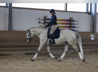 Caballo de Holstein, Yegua, 9 años, 175 cm, Tordo