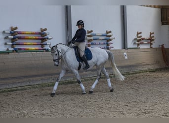 Caballo de Holstein, Yegua, 9 años, 175 cm, Tordo